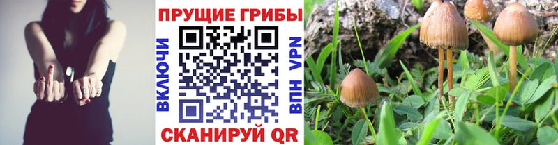Галлюциногенные грибы Psilocybe  мега зеркало  Усмань  как найти  